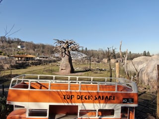 Safaribus in der Lewa Savanne im Zoo Zürich.