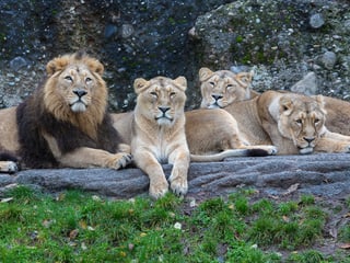 Indische Löwen im Zoo Zürich
