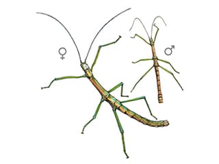 Illustration Nui Chua Stabschrecke