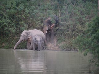 Elefant