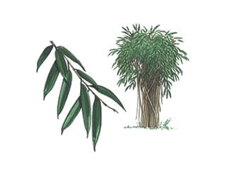 Illustration Schmalblättrige Birkenfeige