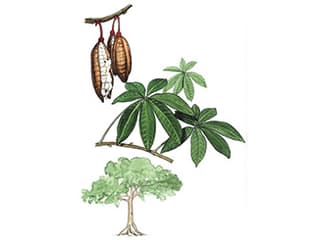 Illustration Kapokbaum