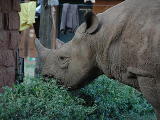 Spitzmaulnashorn im Lewa Wildlife Conservancy in Kenia.