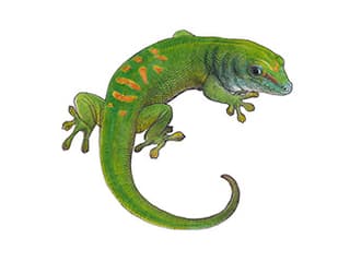 Illustration Grosser Madagaskar-Taggecko