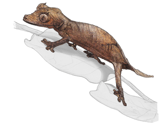 Illustration Nosy Bé Flat-tailed gecko