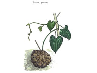 Illustration Wilde Yamswurzel