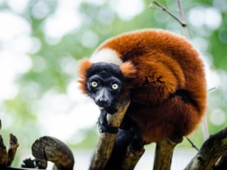 red-ruffed-lemur