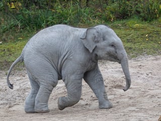 Asiatischer Elefant Umesh im Kaeng Krachan Elefantenpark des Zoo Zürich (2020).