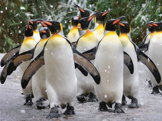 Pinguinparade im Zoo Zürich