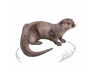 Illustration Eurasian otter
