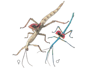 Illustration Türkisblaue Riesenstabschrecke