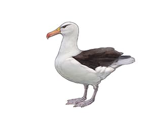 Illustration Schwarzbrauenalbatross