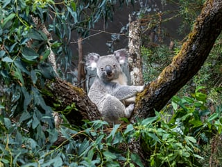 Koala Tarni im neubepflanzten Australienhaus des Zoo Zürich.