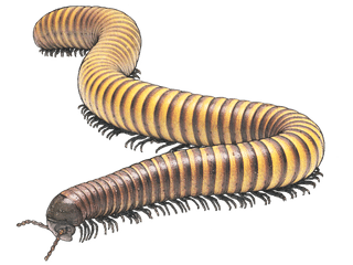 Illustration Riesentausendfüsser
