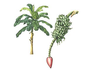 Illustration Obstbanane