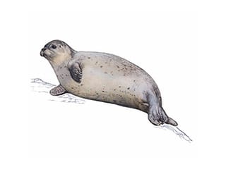 Illustration phoque veau-marin