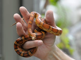 Kornnatter im Zoo Zürich