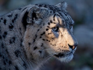 Schneeleopard im Zoo Zürich