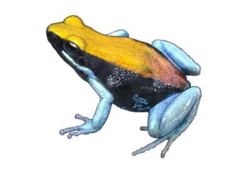 Illustration de la mantelle à pattes bleues