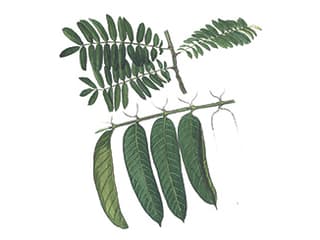 Illustration Canariumbaum