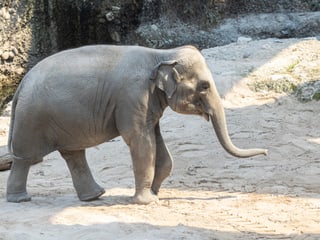 Asiatischer Elefant Ruwani im Kaeng Krachan Elefantenpark des Zoo Zürich.