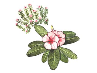 Illustration Madagaskar-Immergrün