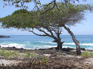 Trees