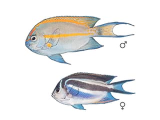 Illustration Pracht-Lyrakaiserfisch