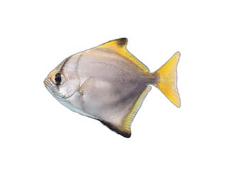 Illustration Silberflossenblatt