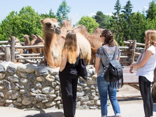 Besucherinnen bei einer Kamel-Begegnung in der Mongolischen Steppe des Zoo Zürich.