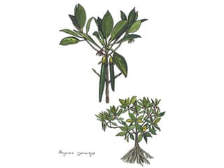Illustration Schwarzer Mangrovenbaum