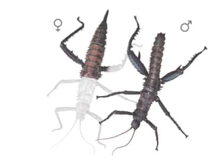 Illustration Dornschrecke