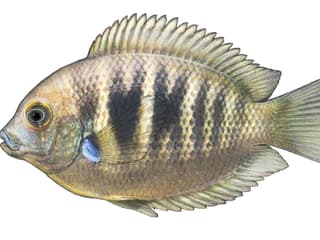 Illustration Wespenbuntbarsch