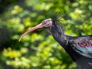 Waldrapp im Zoo Zürich.