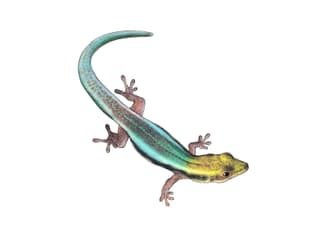 Blauer Bambus-Taggecko