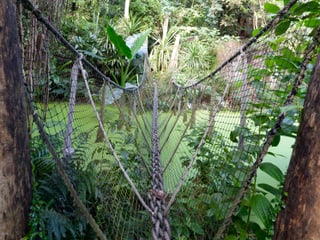 Nebenwege im Masoala Regenwald