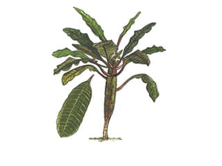 Illustration Euphorbia leuconeura