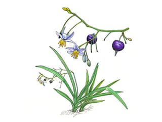 Neuseeländische Flachslilie