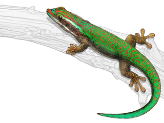 Illustration Manapany day gecko
