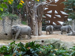 Asiatische Elefanten im Kaeng Krachan Elefantenpark des Zoo Zürich.