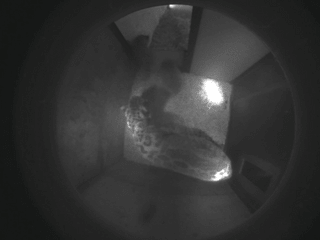 Bilder der Überwachungskamera in die Wurfbox der Schneeleoparden.