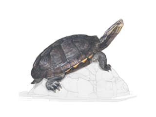 Annam Bachschildkröte