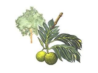 Illustration Brotfruchtbaum