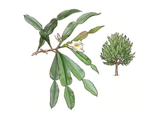 Illustration Madagaskar-Phyllarthron
