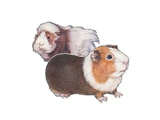 Illustration Hausmeerschweinchen