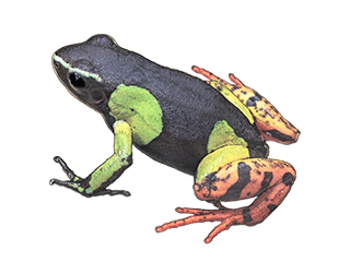 Illustration de la mantelle peinte de Madagascar