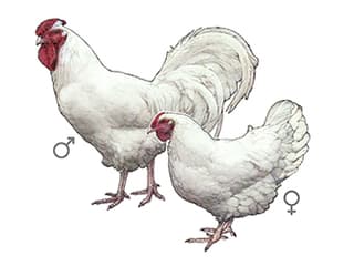 Illustration Schweizerhuhn