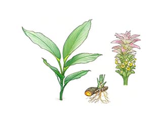 Kurkuma
