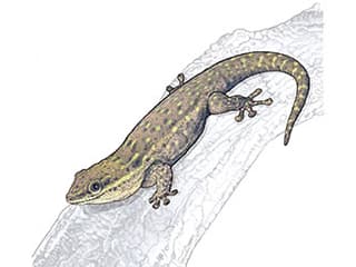 Kurzkopf-Taggecko