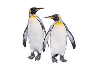 Illustration Königspinguin